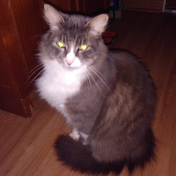 Meet your Posher, Riva Sue - Picture 11 of 13